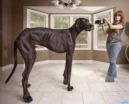 据说是吉尼斯认定的世界最大的狗,吓银!_搞笑